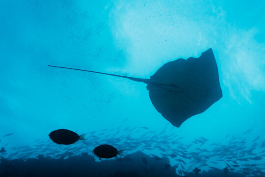 Giant manta ray, Manta birostris, swims over coral reef
