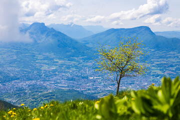Fototapeta premium Lone tree standing out in the Sire alpine pasture in spring with the city of Chambéry in the background