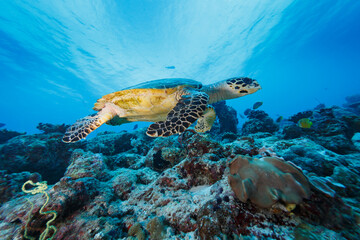 Closeup of green sea turtle on coral reef © Pete Niesen Photo