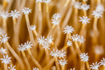 Closeup of white star shaped polyps of weeping willow leather coral, Catalaphyllia jardinei © Pete Niesen Photo
