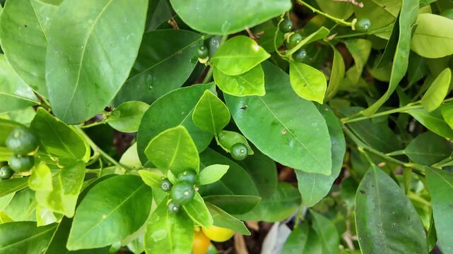 Mandarin Trees Growing in Greenhouse &ndash; Hobby Gardening and Citrus Cultivation