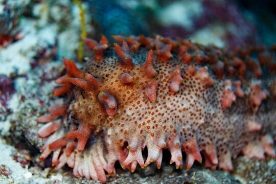 Closeup of spinny sea cucumber