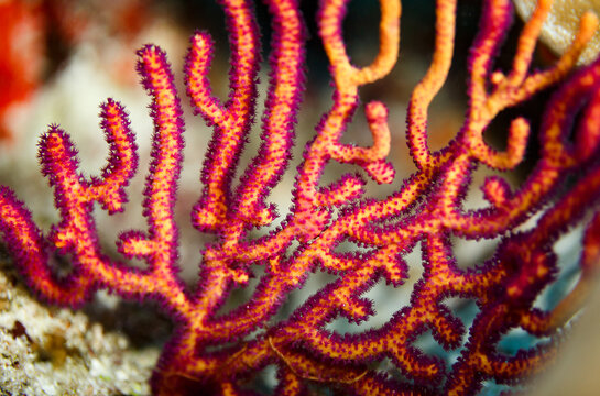 Colorful pattern of orange and yellow  branching coral,  Acropora florida