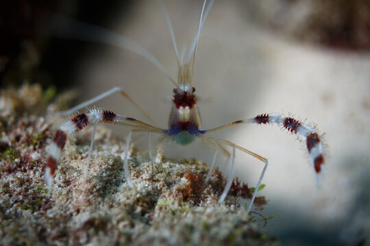 A close-up of a banded cleaner shrimp (Stenopus hispidus) on coral.