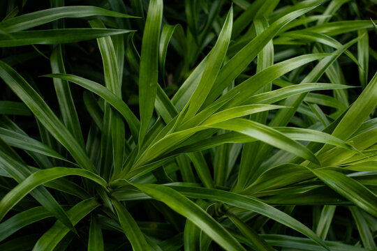 Full frame of fresh green pandan leaves with dense tropical foliage texture