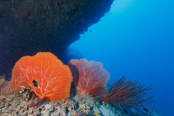 Orange sea fan and branching coral spotlighted under coral cliff © Pete Niesen Photo
