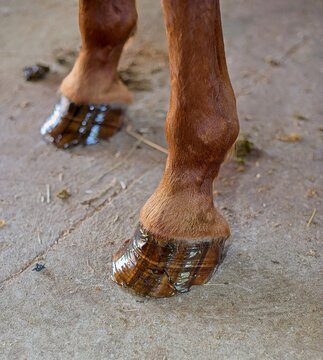 horse hooves