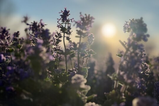 Blooming purple catmint flowers in a field at sunset. Warm golden hour sunlight illuminates the blossoms, creating a dreamy, peaceful nature scene with soft backlighting and a romantic atmosphere.