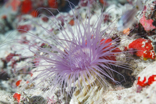 Closeup of long purple feeding polyp tentacles of coral