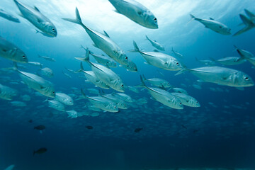 large school of silver fish swim amid divers in blue tropical water of the south pacific © Pete Niesen Photo