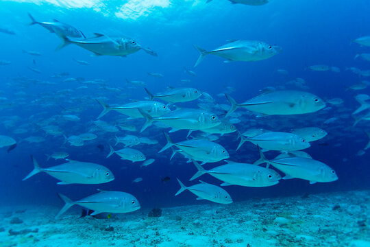 Closeup view of large jack fish school swimming on coral reef