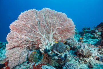 Large sea fan coral attached to stone outcrop on coral reef © Pete Niesen Photo