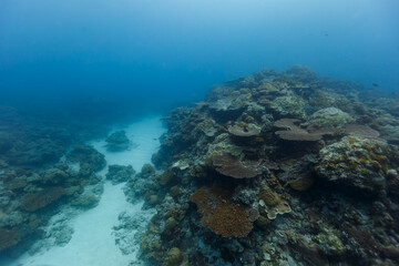 Coral colony ends with small strip of white sand between its neighbor © Pete Niesen Photo