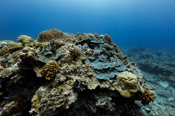 Outcrop on coral reef of several varieties of shapes and colors of coral © Pete Niesen Photo