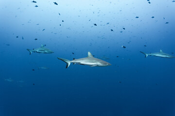 closeup of Gray reef shark Carcharhinus amblyrhynchos swimming away from diver with others © Pete Niesen Photo