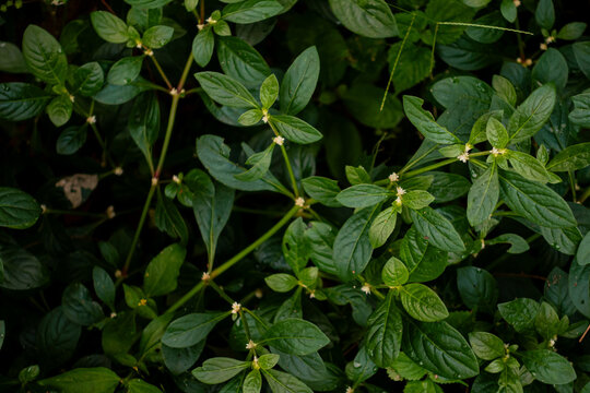 Full frame of dense Alternanthera sessilis leaves with fresh green natural texture
