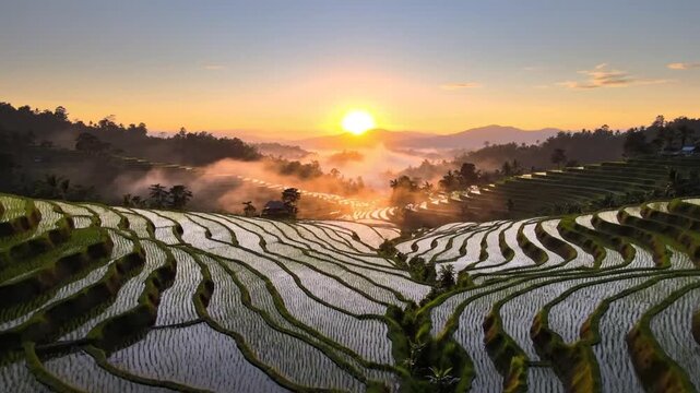 Vibrant green terraced rice fields at sunrise with misty mountains and orange sun