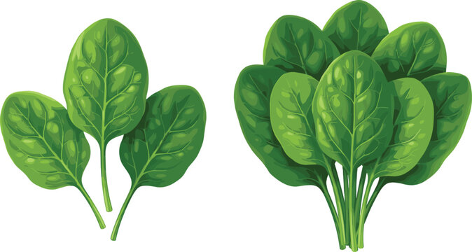 Vector illustration of fresh spinach leaves and bunch showing detail veins and stems representing food, nutrition, and healthy lifestyle themes
