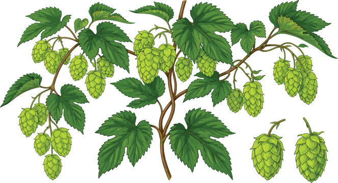 Vector illustration of hop plant with leaves and cone flowers representing brewing, agriculture, and botanical themes