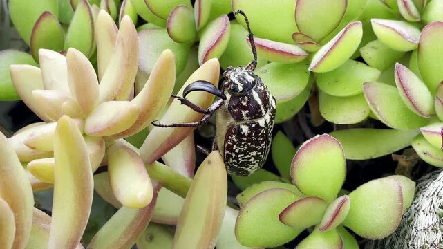 The male marbled beetle uses its large, platinum-shaped antennae to detect the female's pheromones to determine its flight direction. Majorca, Spain