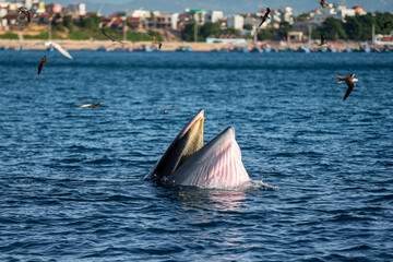 Naklejka premium Bryde Whale in Quy Nhơn Beach Vietnam