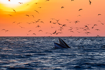 Naklejka premium Bryde Whale in Quy Nhơn Beach Vietnam