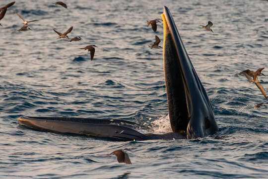 Bryde Whale in Quy Nhơn Beach Vietnam