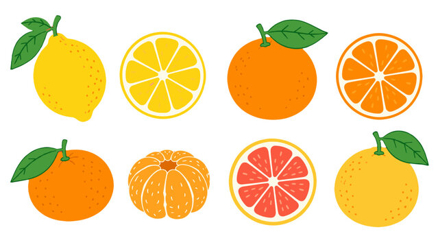 Set of citrus fruits and slices in colorful hand drawn vector style