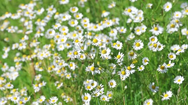 flower bed of Scentless chamomile flowers blow in the wind in a meadow, many chamomile blossoms sway back and forth in the sunshine, small white flowers with yellow stigmas, Tripleurospermum inodorum