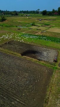 Spectacular drone flyover of local rice farmer working at dawn &ndash; Amazing tropical plantation with reflective water and lush greenery, premium Ubud Bali tourism and travel advertising background