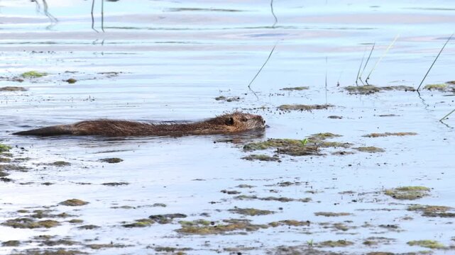 Nutria swimming in a lake, surrounded by algae on the water's surface, orange teeth of the nutria, nutria swimming among algae, brown fur of the nutria, whiskers of the rodent, Myocastor coypus