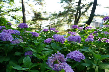Fototapeta premium hydrangea flowers in the garden