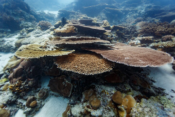 Closeup of umbrella madrepores coral disk like fungia or plate corals colony © Pete Niesen Photo