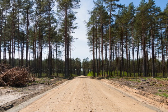 forest management
