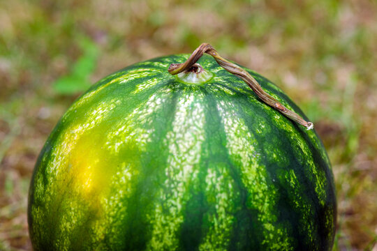 Extreme close-up of watermelon top showing dried curly stem, shiny green striped skin with yellow patch in bright sunlight