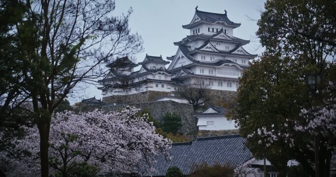 Wind blowing spring cherry blossom trees around ancient himeji castle - locked off shot