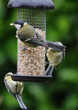 Hungry Great Tit family on bird feeder in the rain. Parent teaching juvenile Great Tit birds to feed.