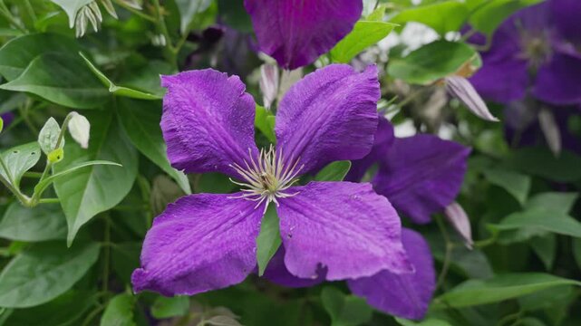 Close Up of a Vibrant Purple Clematis Flower in Bloom