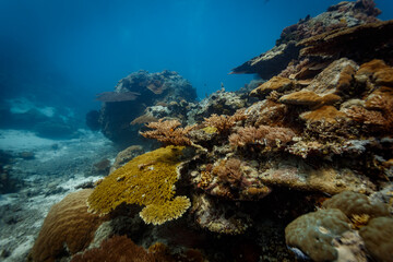 Closeup of several varieties of hard and soft coral © Pete Niesen Photo