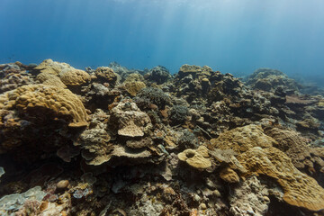 Closeup of coral reef in Palau © Pete Niesen Photo