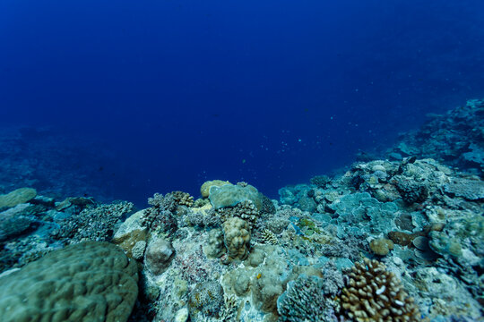 Closeup of variety of soft and hard corals on reef