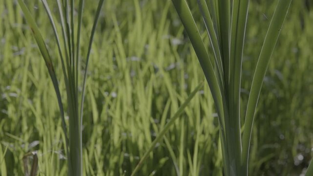 Lush marshland vegetation featuring aquatic plants, blooming flowers, and trees in the serene natural reserve known as Le Foppe Oasis.