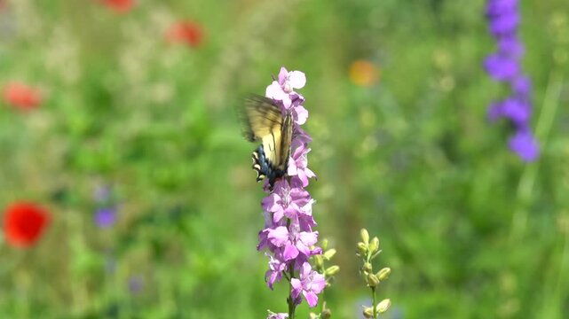 Close-up of Swallowtail butterfly (Papilio glaucus) butterfly gathers nectar from pink flower in wildflower meadow