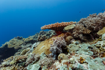 Closeup of variety of coral growing on the coral reef in Palau © Pete Niesen Photo