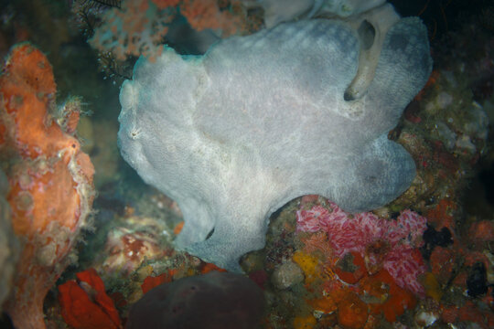 Closeup  Antennarius nummifer ,  Spotfin frogfish, coinbearing frogfish, whitefingered frogfish faces a Gray Warty Frogfish ,  Clown Anglerfish,  , Antennarius Maculatusin with feet extended on coral
