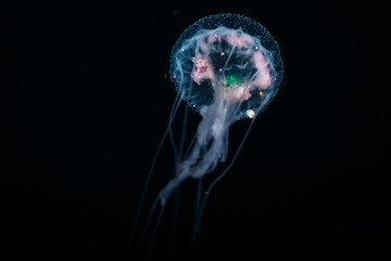 Clear jellyfish free floating through nightime waters © Pete Niesen Photo