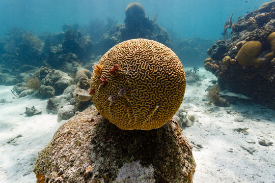 Diploria strigosa, brain coral with Christmas tree worms, Spirobranchus giganteus, commonly known as Christmas tree worms, are tube-building polychaete worms belonging to the family Serpulidae, growin
