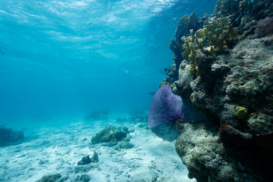 Silhouette of large purple sea fan, Gorgonia ventalina,on side of coral outcrop
