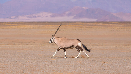 Desert Oryx Run © George Erwin Turner
