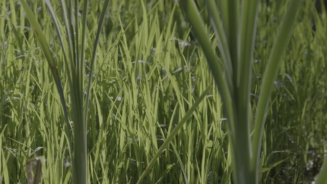 Lush marshland vegetation featuring aquatic plants, blooming flowers, and trees in the serene natural reserve known as Le Foppe Oasis.